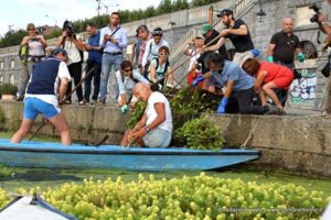 Torino, rimossa la pianta esotica che ha infestato le rive del Po