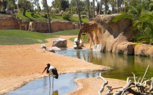 Torino, respinto il ricorso delle associazione ambientaliste sul BioParco al Parco Michelotti
