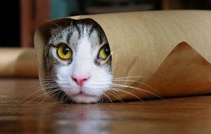 L’11 febbraio alle 14 sulla piattaforma della Regione Piemonte, convegno sui diritti degli animali