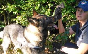 Alessandria, blitz antidroga nei giardini pubblici