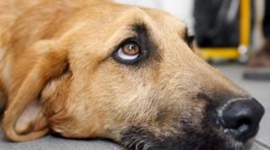 Va in vacanza e lascia tre cani abbandonati