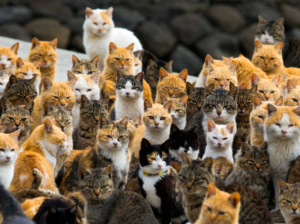 Torino, operazione contro il maltrattamento degli animali