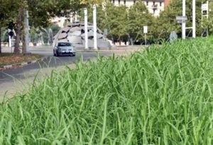 L’erba alta disturba i Torinesi e agli addetti ai lavori disturba tagliarla? Oltre ai comunicati la giunta che fa