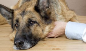 A Torino una nuova area cani in via Cercenasco
