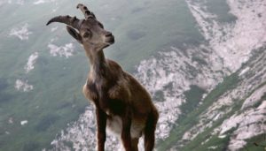 Un documento programmatico pro-ambiente per i politici de “Il Piemonte che Sognamo” dal tavolo “Animali & Ambiente”