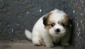 A Torino la campagna: “I Botti spaventano gli Animali”