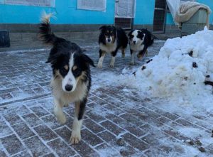 Scoperto canile abusivo ad Alessandria