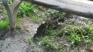 Taglio di un grosso faggio a rischio caduta al Parco Rignon