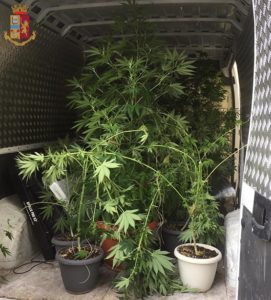 Coltivazioni di marijuana in Mirafiori