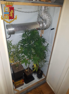 Coltivano marijuana e la serra è nell’armadio