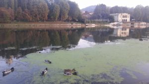 Fiume Po, fino a metà ottobre interventi di pulizia dalle alghe