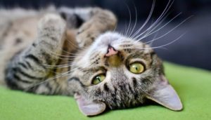 Torino, trova un gatto e chiede un riscatto per restituirlo