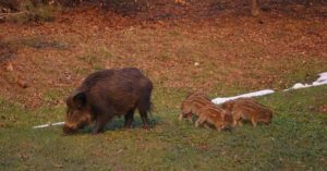 Le aiuole di Superga devastate dai cinghiali