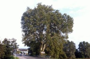 Causa maltempo posticipata la “Giornata dell’Albero” al 28 novembre