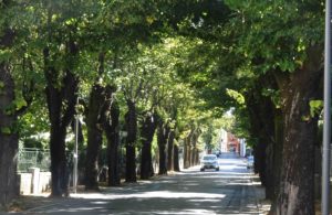 Torino, interventi del Servizio Verde Pubblico: nuovi boschi e potature in corso Orbassano, ripristino dell’alberata in via Filadelfia