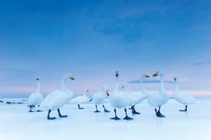 Al Forte di Bard in mostra le fotografie di Stefano Unterthiner con “On Assignment, una vita selvaggia”