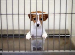 Torino, al via pubblicazione di un nuovo bando per la gestione dei canili comunali