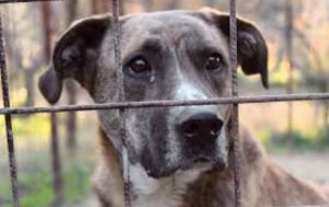 Gestione canile di Torino, aperto il bando. Scadenza al 18 febbraio