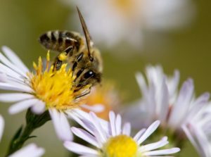 Tutela delle Api, dalla regione indicazioni su come utilizzare prodotti fitosanitari