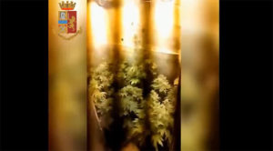 Torino: il figlio le aveva detto di coltivargli le piante di luppolo, ma era marijuana