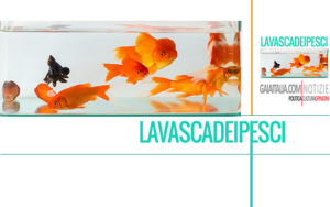 Torna il 29 maggio l’appuntamento di intrattenimento in diretta streaming “La Vasca dei Pesci”