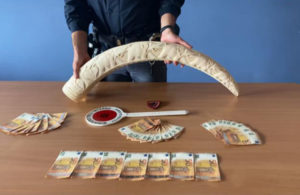 Torino. Nel magazzino della villa una zanna d’elefante intarsiata. Arrestato 32enne