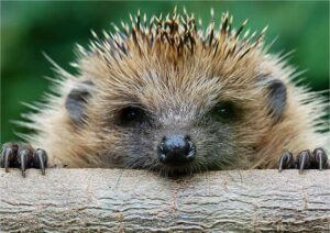 Sul caso del riccio torturato e ucciso a Ciriè (To) che pone inquietanti interrogativi sui valori della società. Il comunicato di SOS Gaia