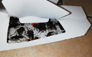 Blatte nella cucina e perdite di gas: locale sequestrato a San Salvario