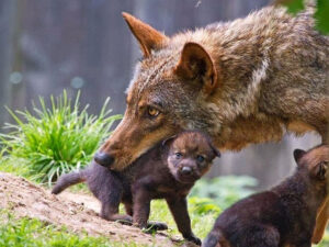 Tavolo Animali & Ambiente: “Basta gridare al lupo al lupo”