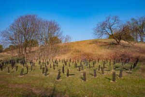 Tremila nuovi alberi al parco Piemonte con l’iniziativa “Compostiamoci bene” di IKEA Italia