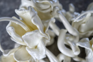 A Biella la “Natura che non c’era”, dal 3 giugno