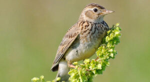 La diffida delle Associazioni del Tavolo Animali & Ambiente in difesa di allodola e tortora