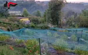 Ivrea. Al posto della vigna filari di cannabis