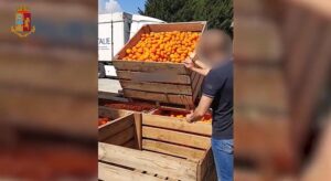 Droga tra le casse di arance. Videonotizia