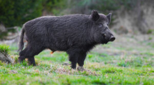 Controllo del cinghiale e peste suina africana. Il comunicato del Tavolo Animali & Ambiente