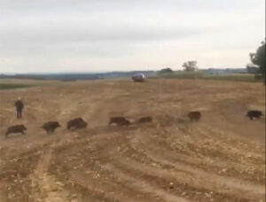 PD Piemonte. Canalis: “Sull’emergenza cinghiali la destra piemontese fa solo parole”