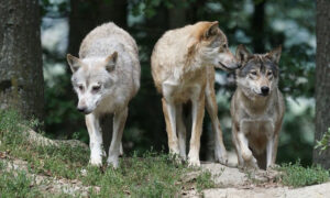 Il Governo ha varato il piano contro cinghiali e tutta la fauna selvatica