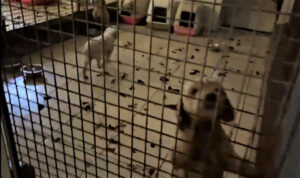 La Polizia Locale sequestra cinquantuno cani e indaga due allevatori e un veterinario