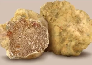 Dal 1° ottobre due mesi di eventi per la salvaguardia del tartufo