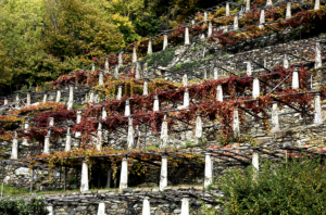 I Paesaggi Terrazzati Viticoli e Agricoli del Mombarone entrano nel Registro Nazionale del paesaggio rurale, delle pratiche agricole e conoscenze tradizionali