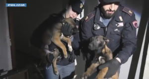 Torino. La Polizia di Stato sgomina un traffico di cani di razza